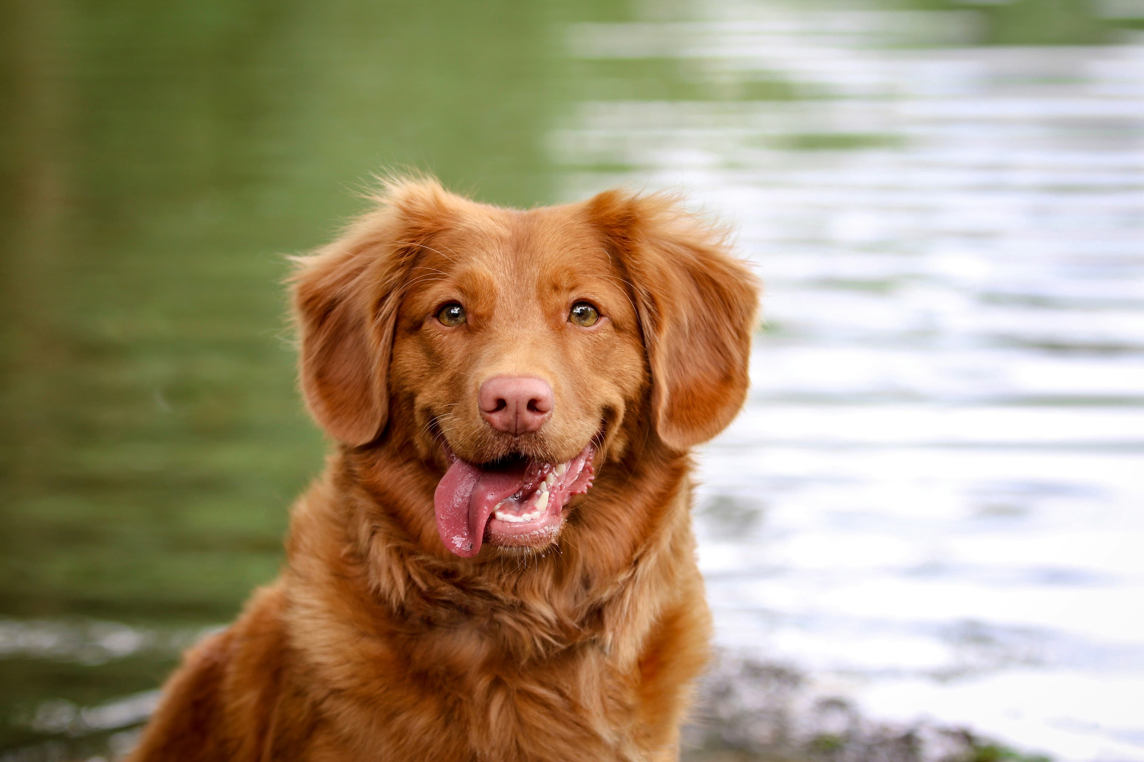 Dog headers