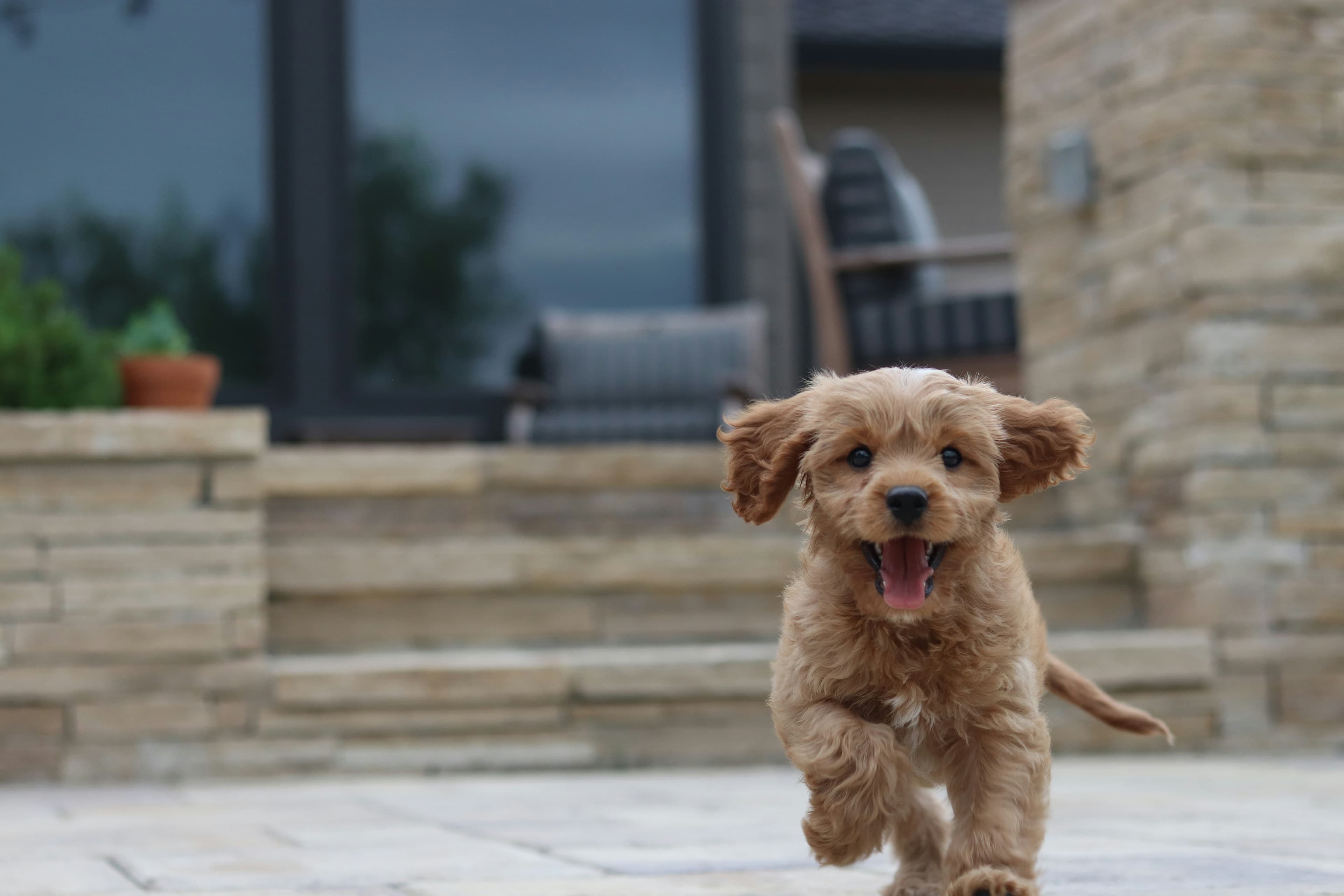 Gustavo Dias's dog