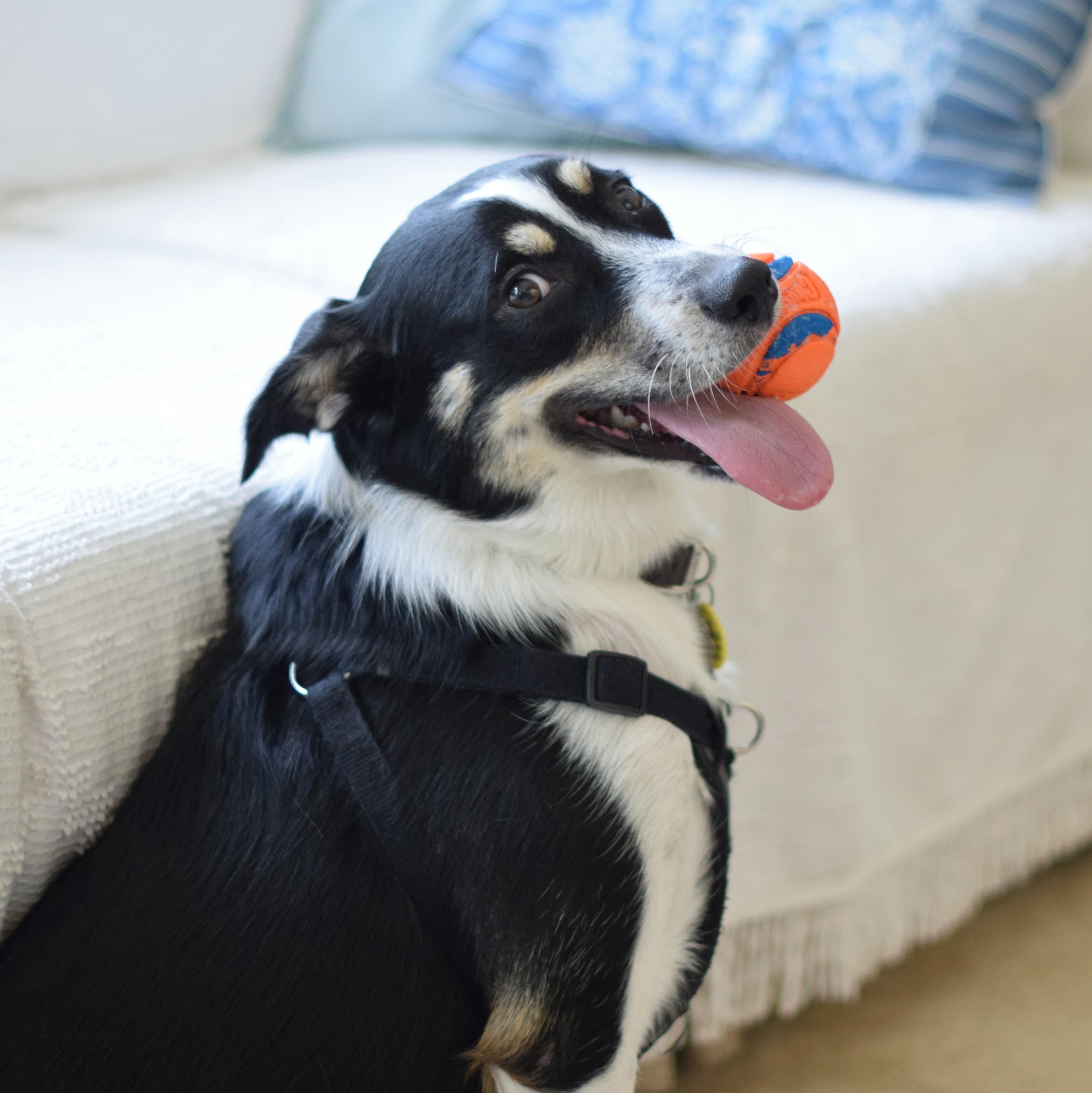 Dog headers