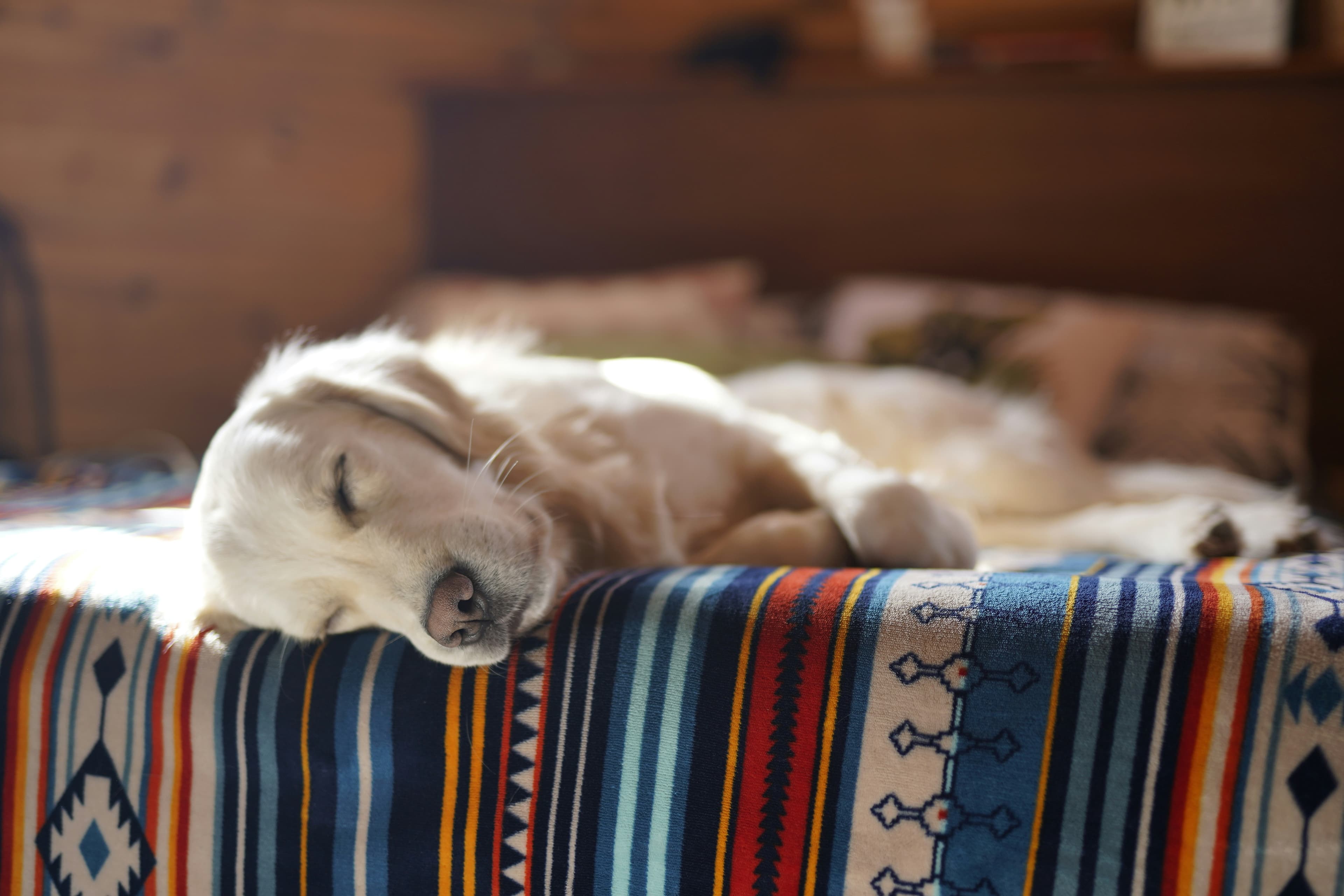 Dog stay image